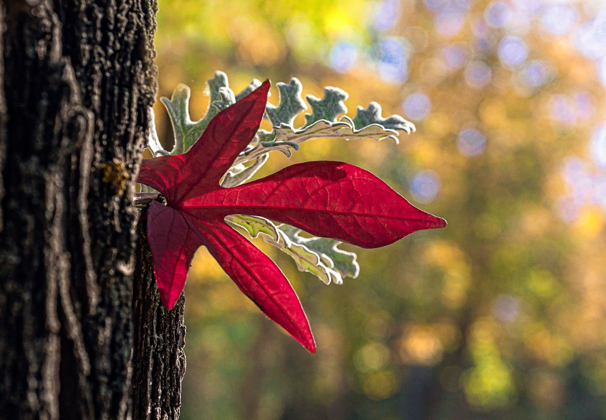 Краски осени Красный лист осенние деревья