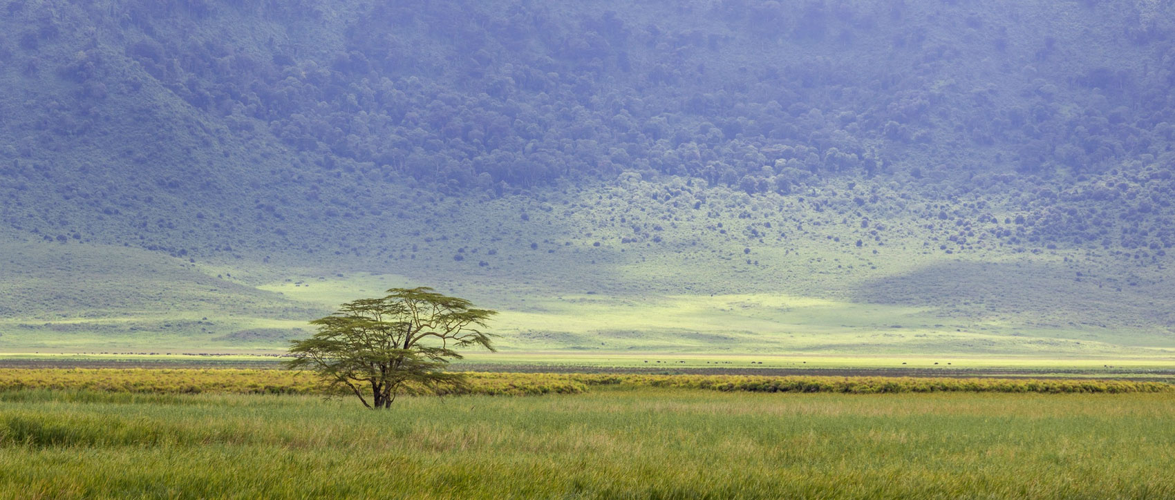 в Танзании дерево кратер Танзания