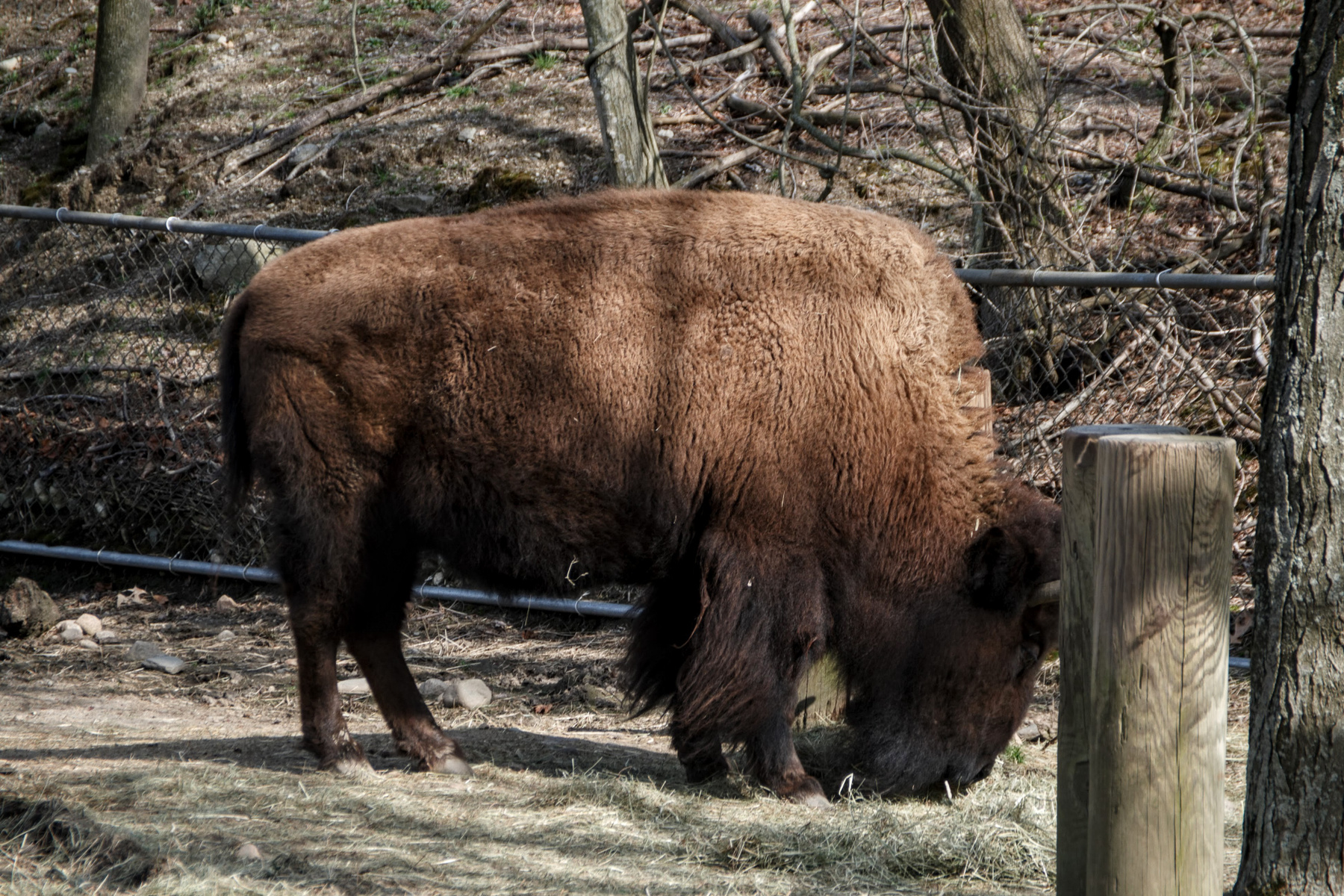 bison bison