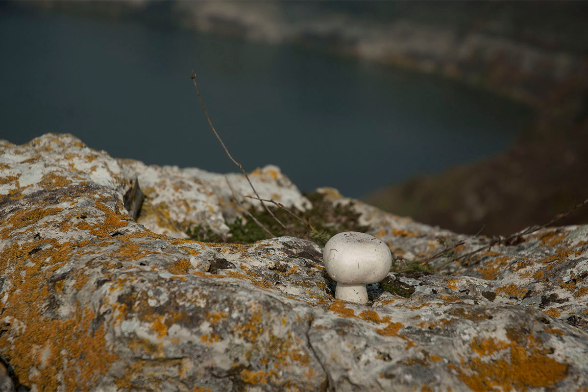 Жизнь на камне. осень камень грибочек