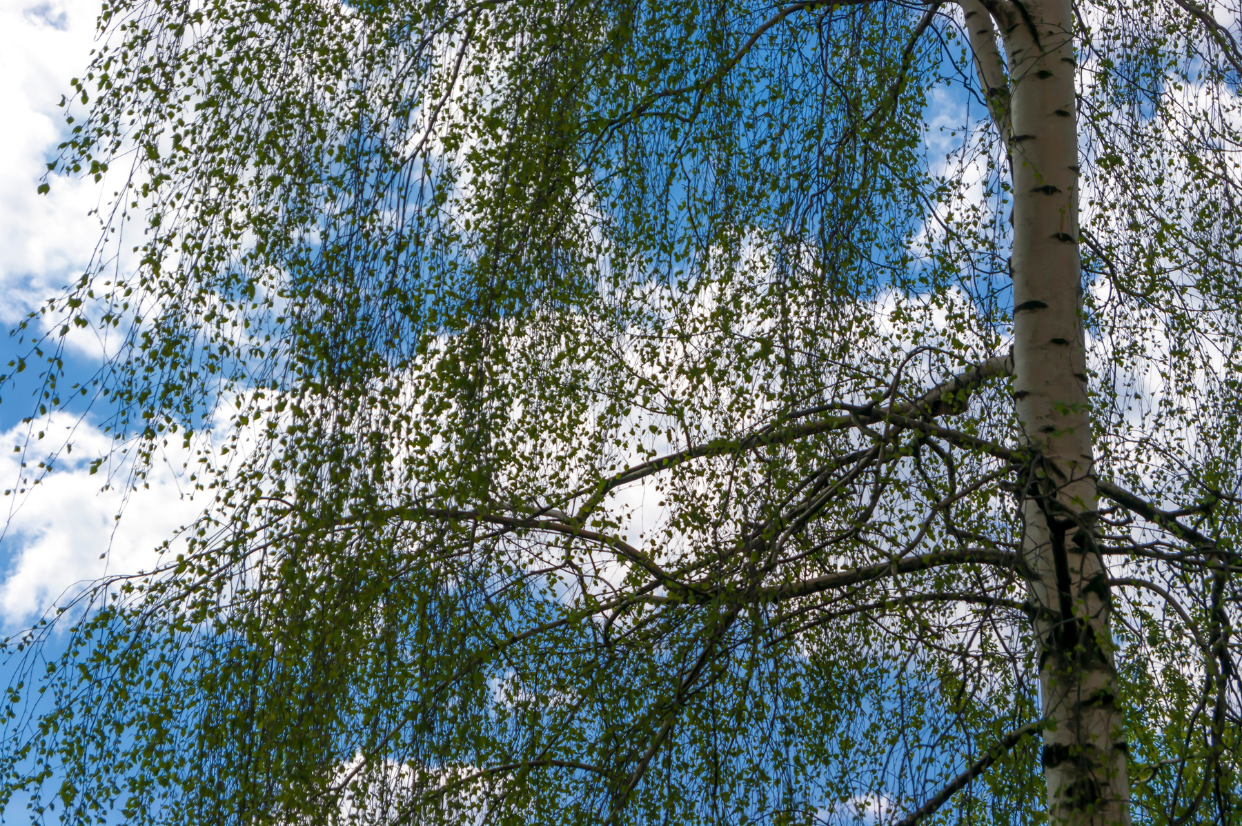 Молодые листья на фоне облачного неба 