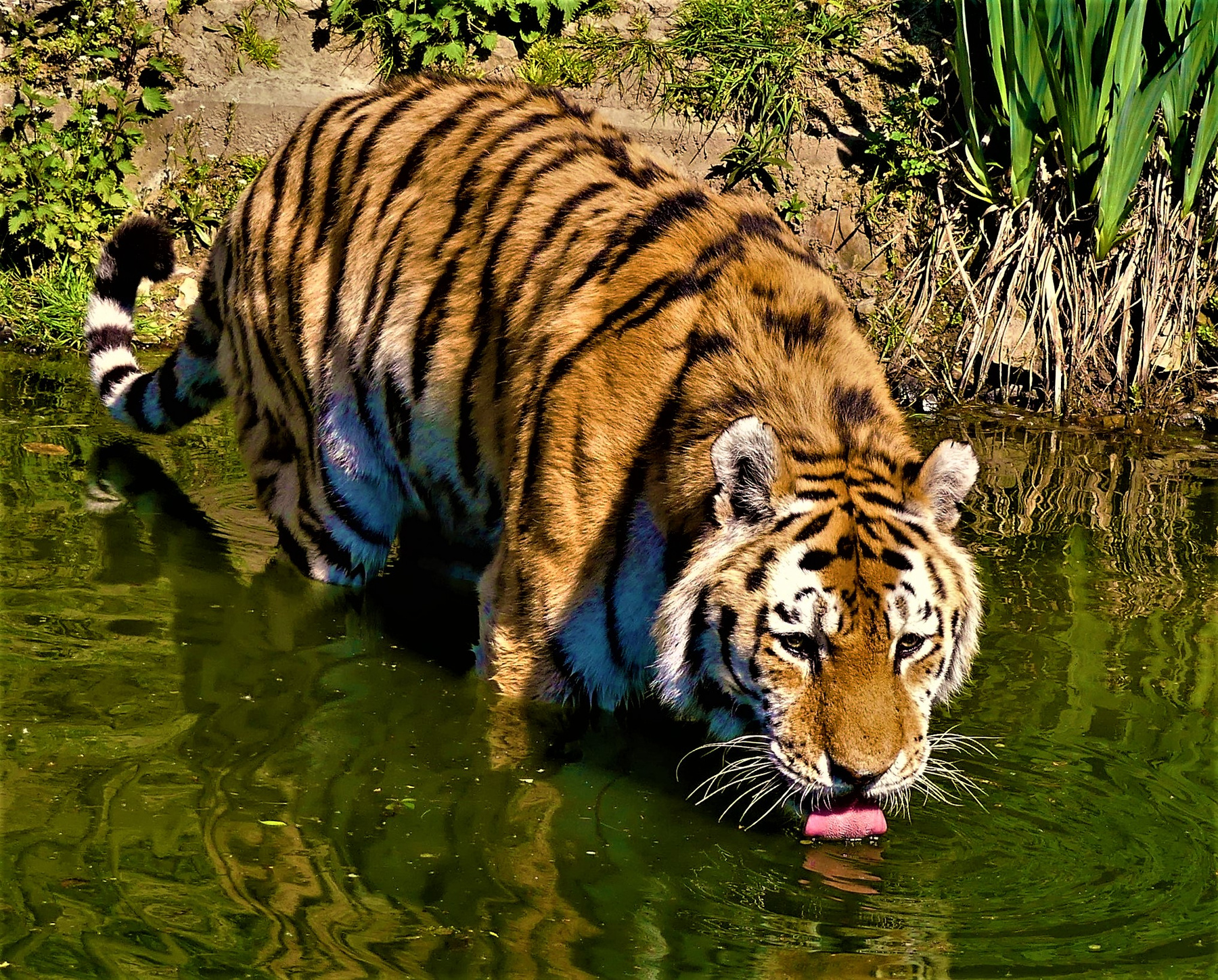 Жажда животные зоопарк тигр