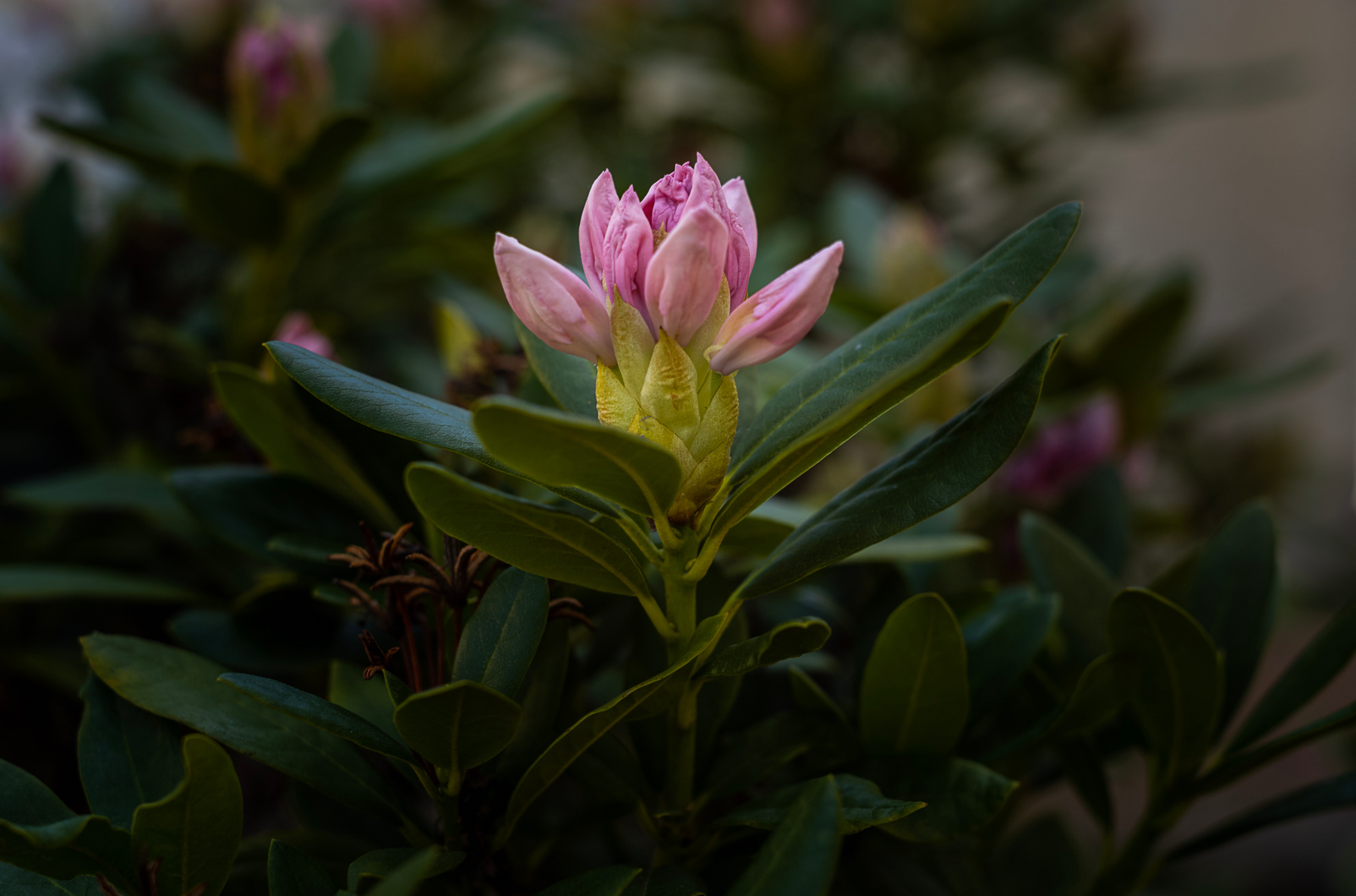 Rhododendron Rhododendron цветы flower disfoto leica summicron nature