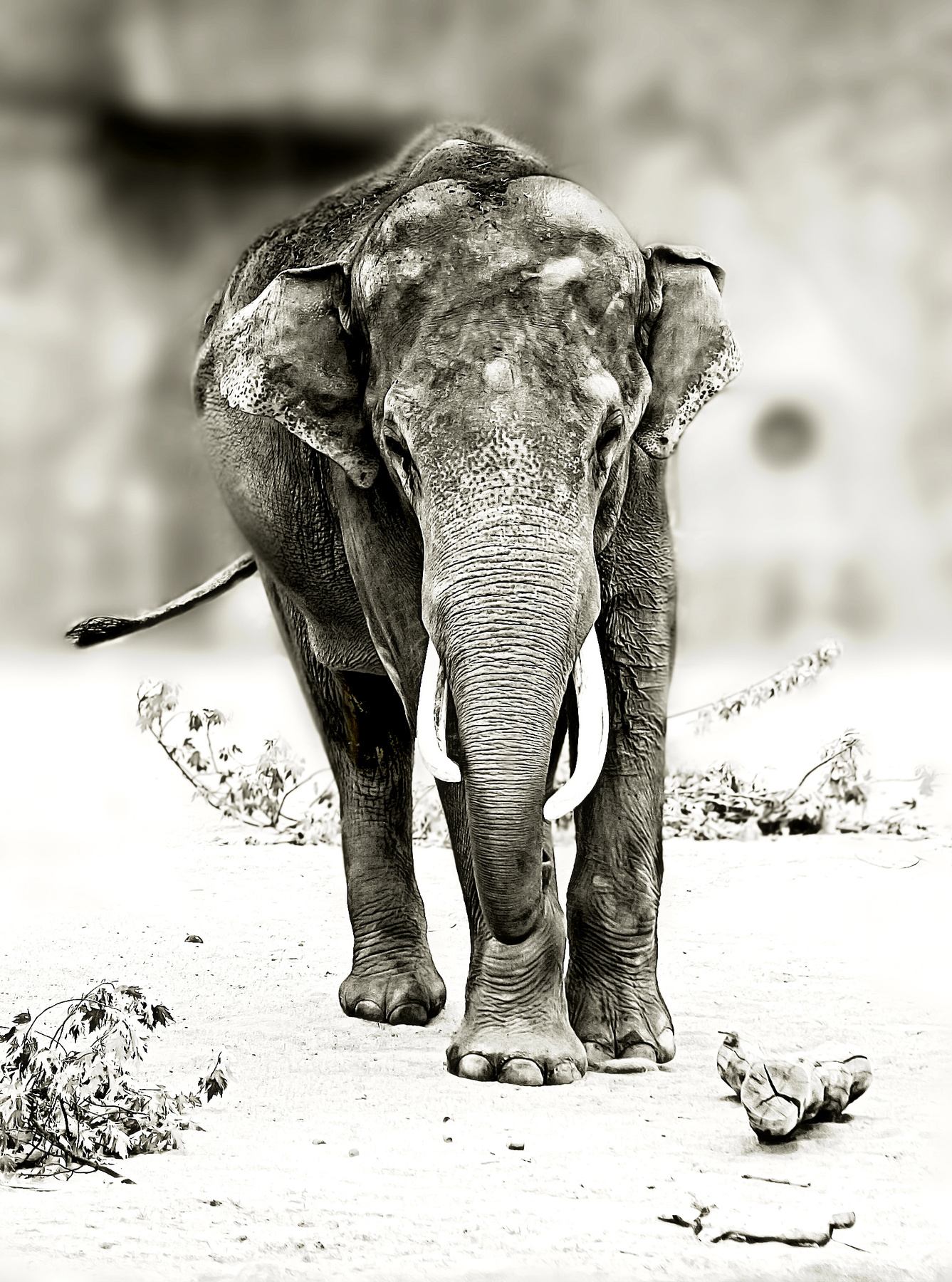 "МАМОНТ" кёльн зоопарк животные Слоны