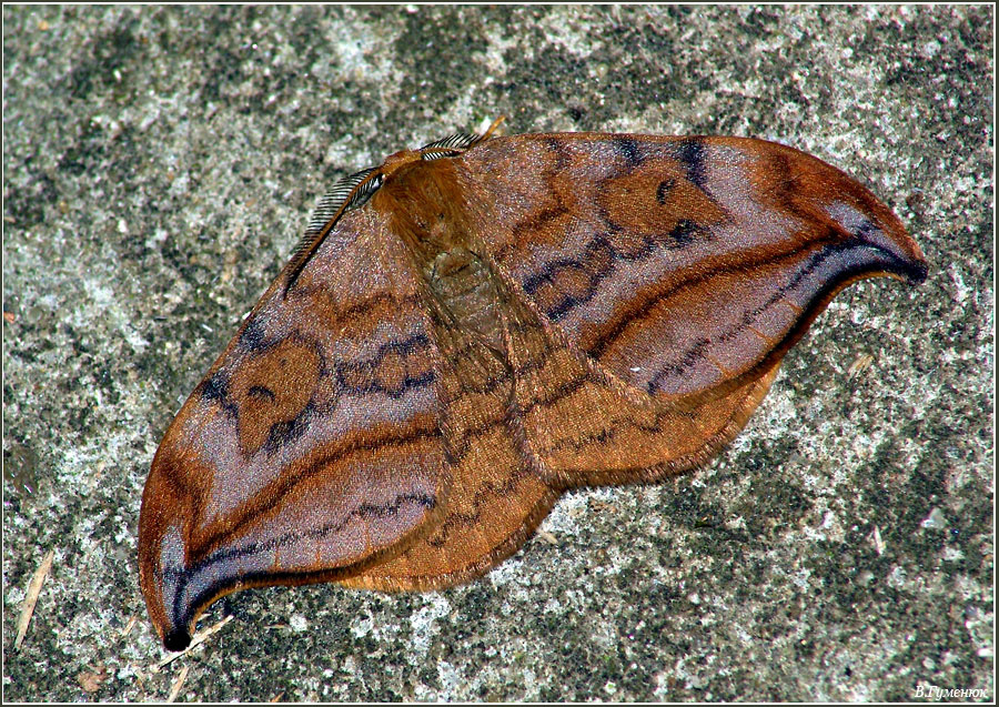 Серпокрылка ольховая Бабочка Серпокрылка ольховая  Drepana curvatula Drepanidae Lepidoptera