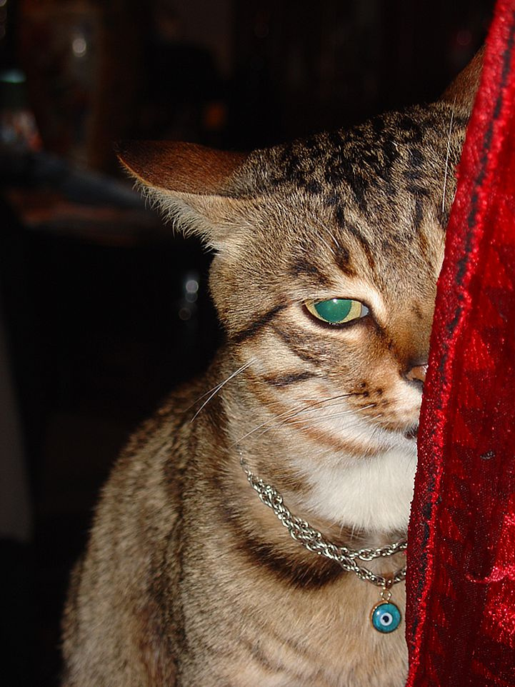 тот кто сказал мяу кот, взгляд, мяу