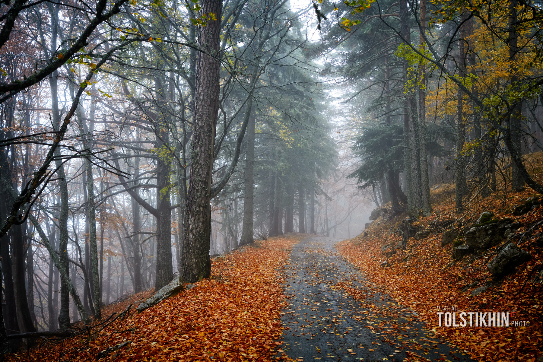 Дорога в туманный лес лес туман дорога крым заповедник настроение