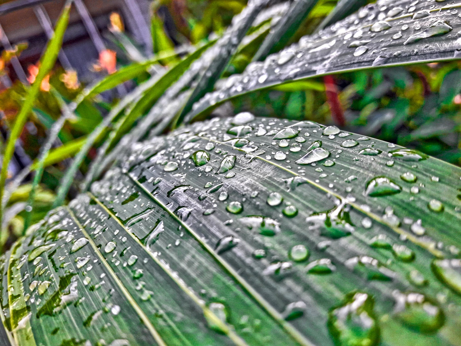 Лист после дождя Лист дождь утро