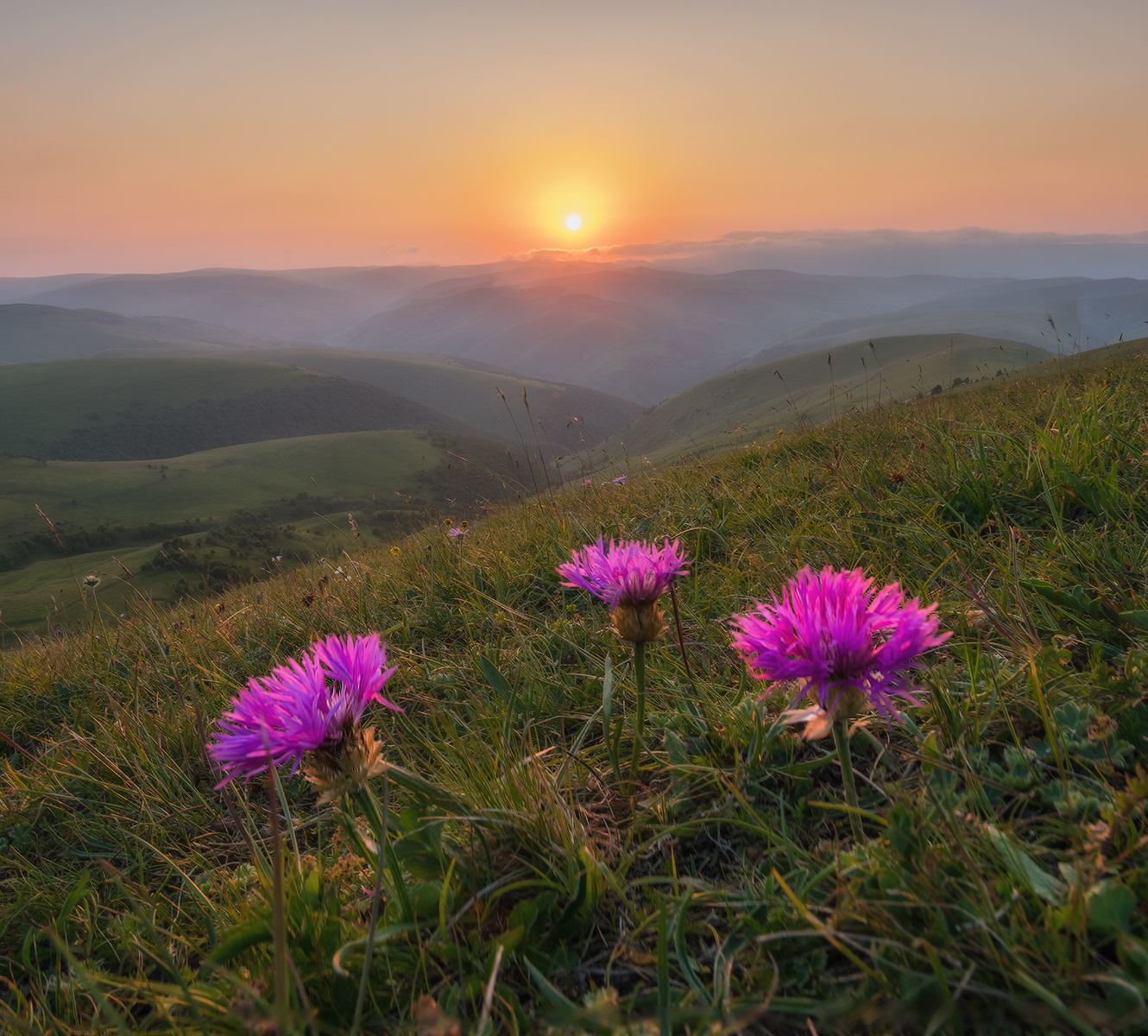 Однажды вечером в горах северный кавказ приэльбрусье джилы-су цветы вечер июль