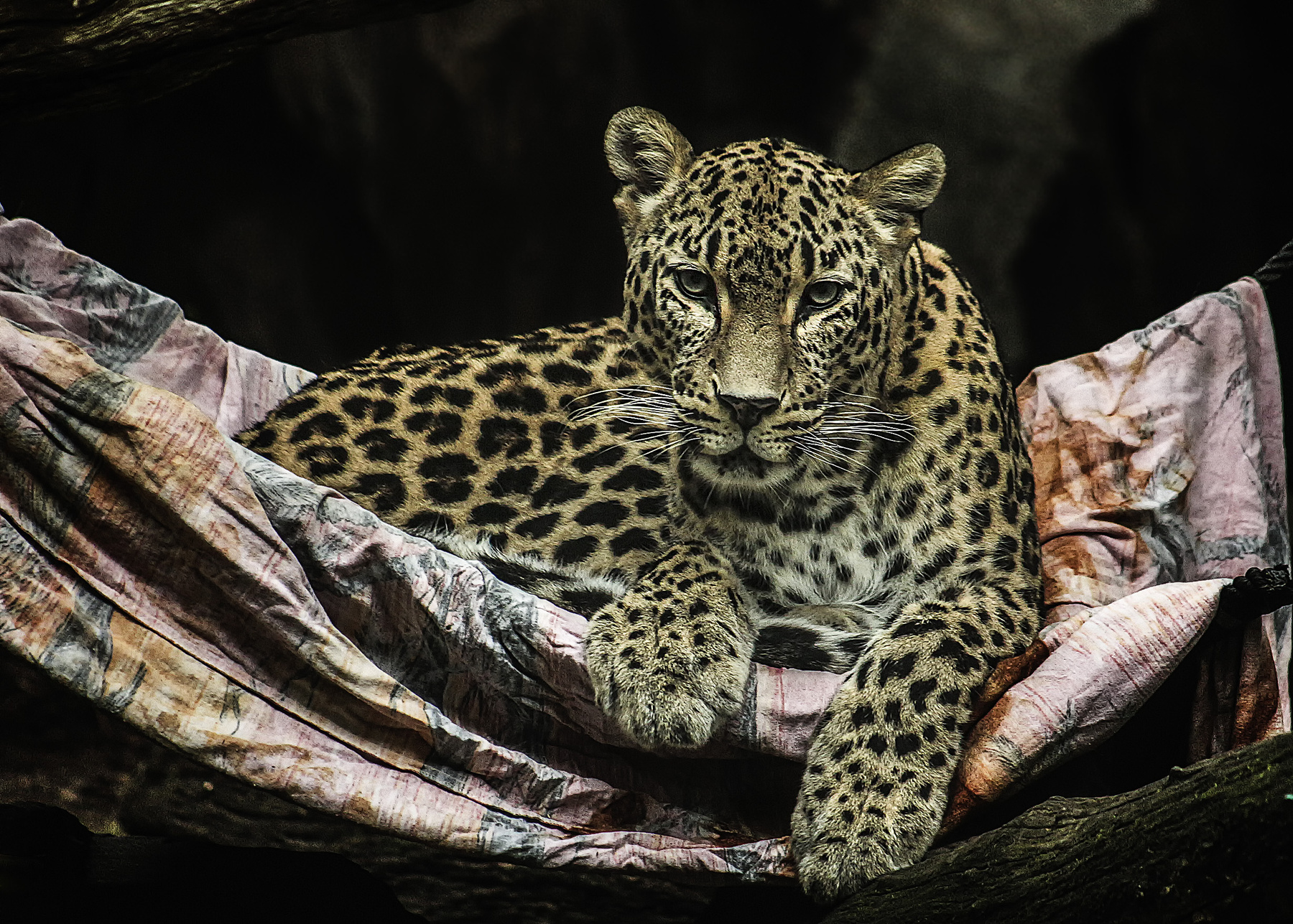 В гамаке кёльн зоопарк леопард животные