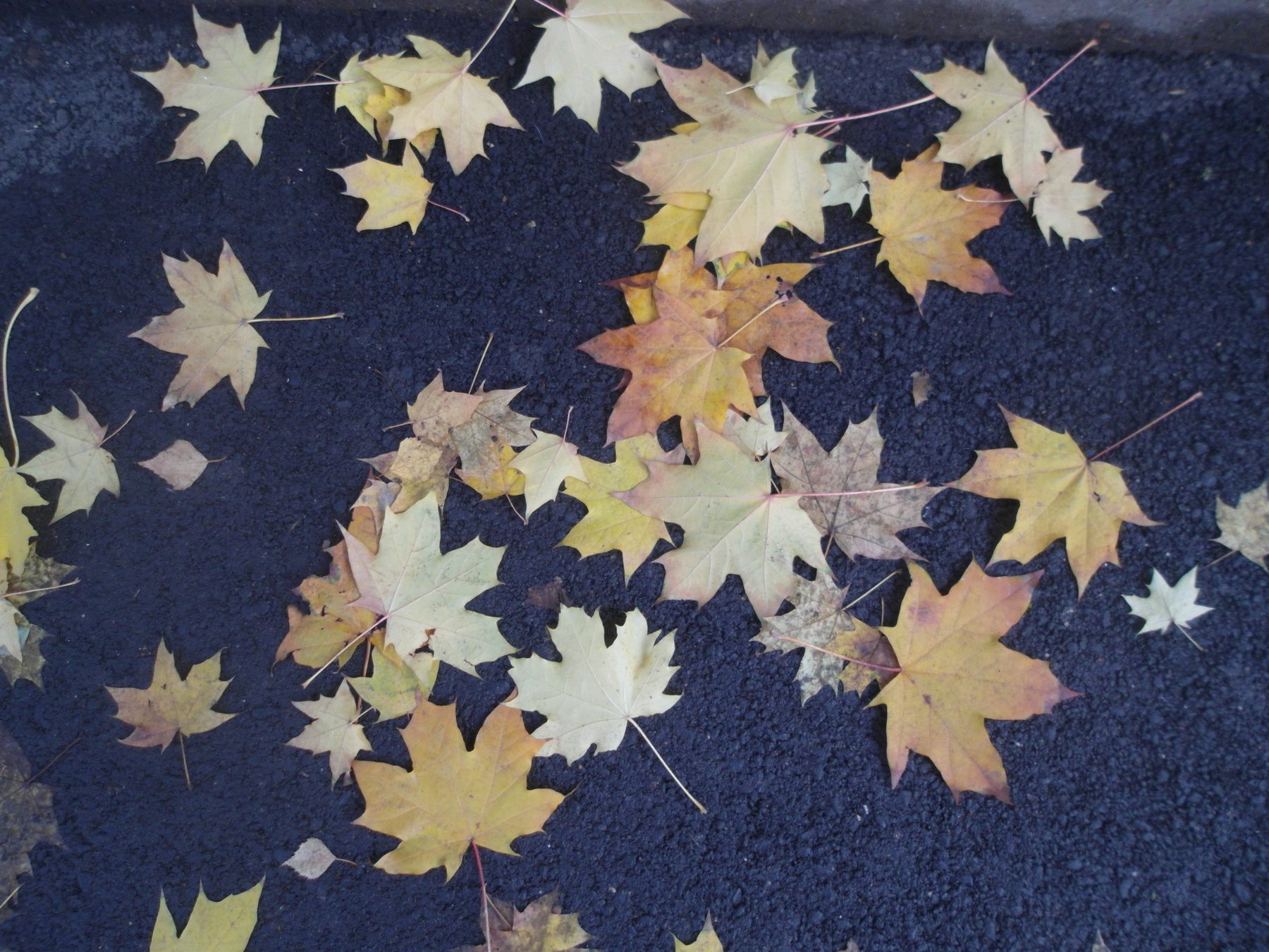 Осенние листья на мокром  асфальте. осень листья