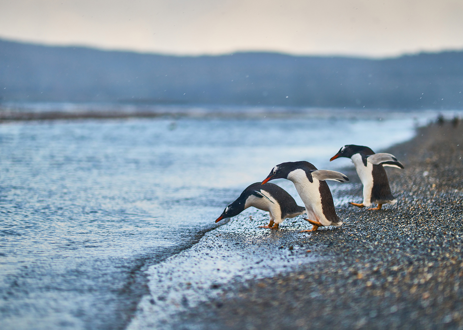 Пингвины Магеллановы и Папуа на острове Мартильо. Южная Америка Аргентина Патагония пингвины