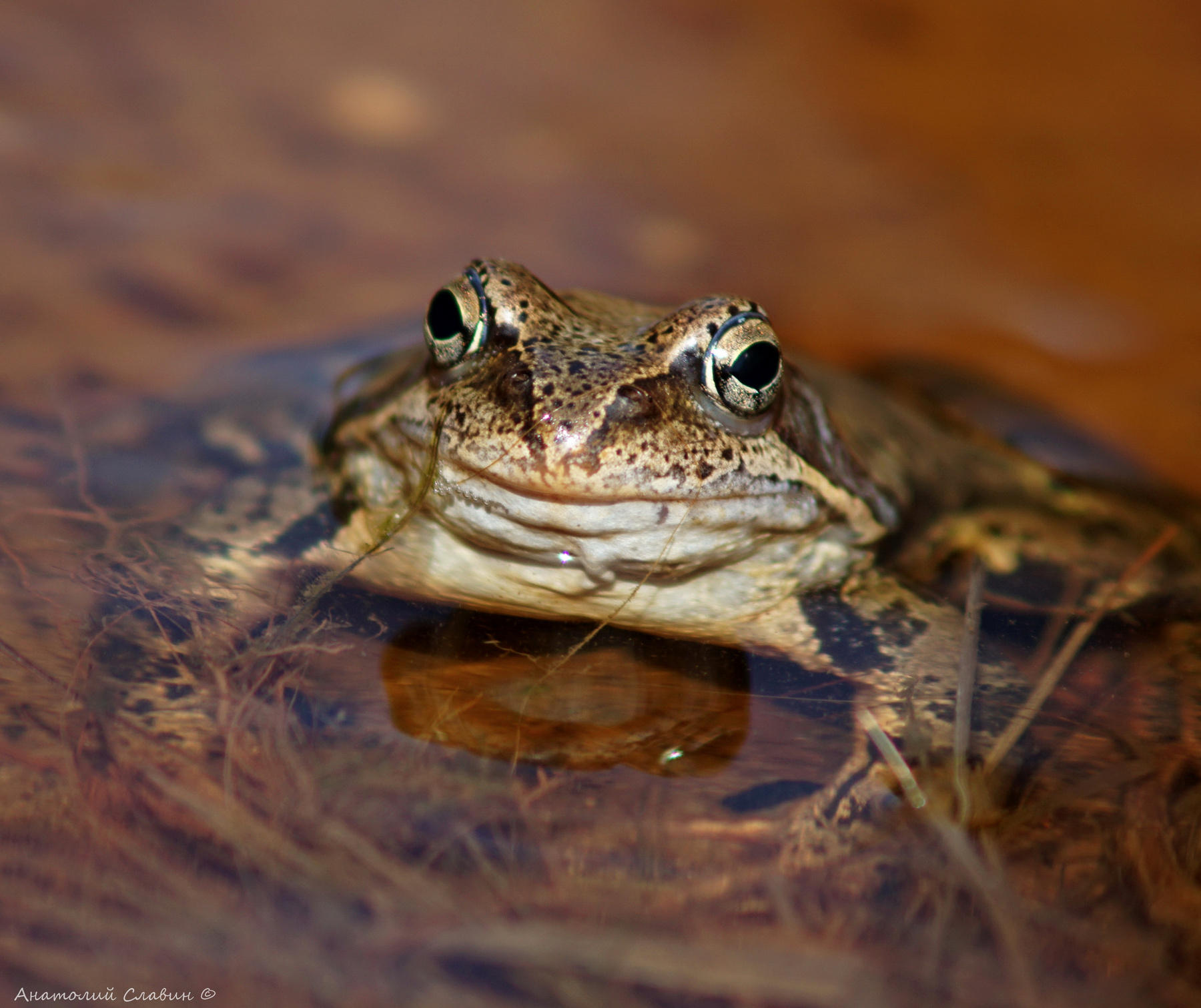 От улыбки станет все светлей лагушка жаба весна