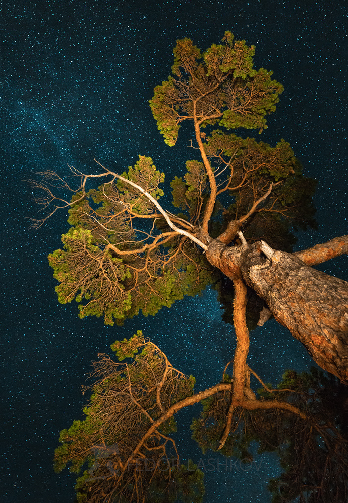 Сосна на фоне звёзд Сосна ночь ночное дерево ствол звёзды млечный путь