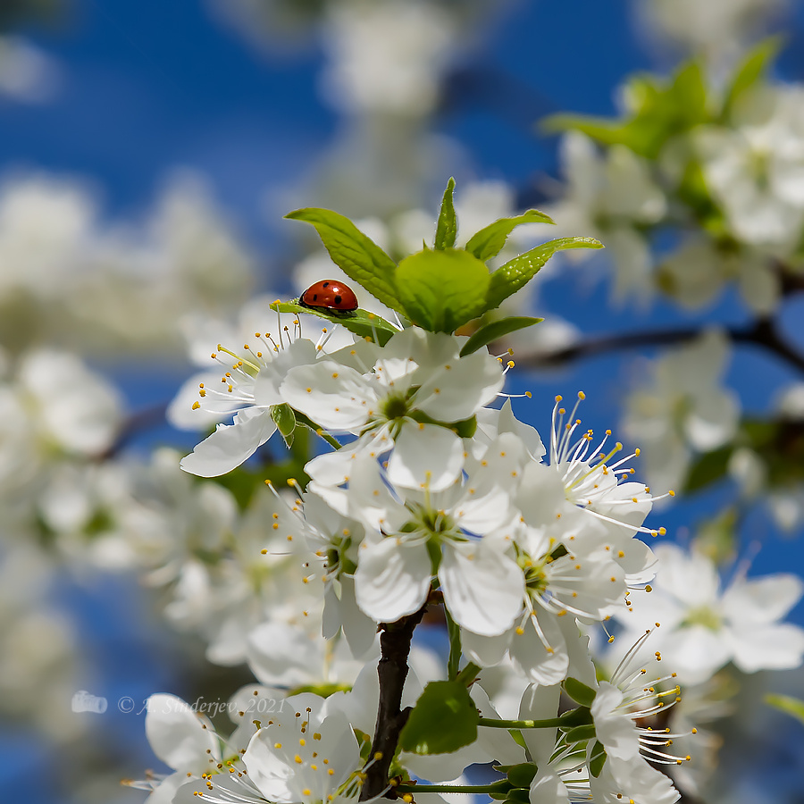 Божья коровка на вишне насекомое жук весна весеннее цветение