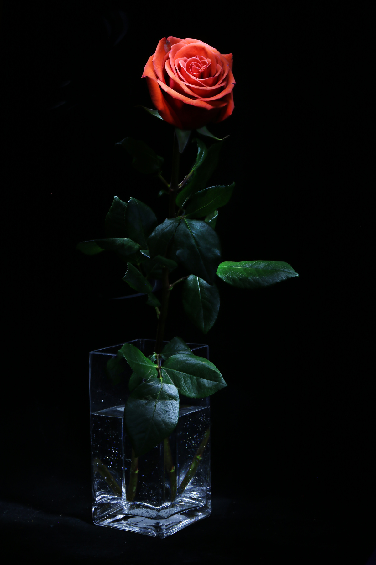 Роза роза вечер мистика романтика