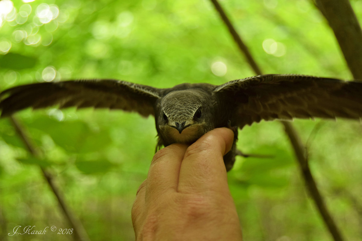 Птенец черного стрижа. животные природа птицы фауна