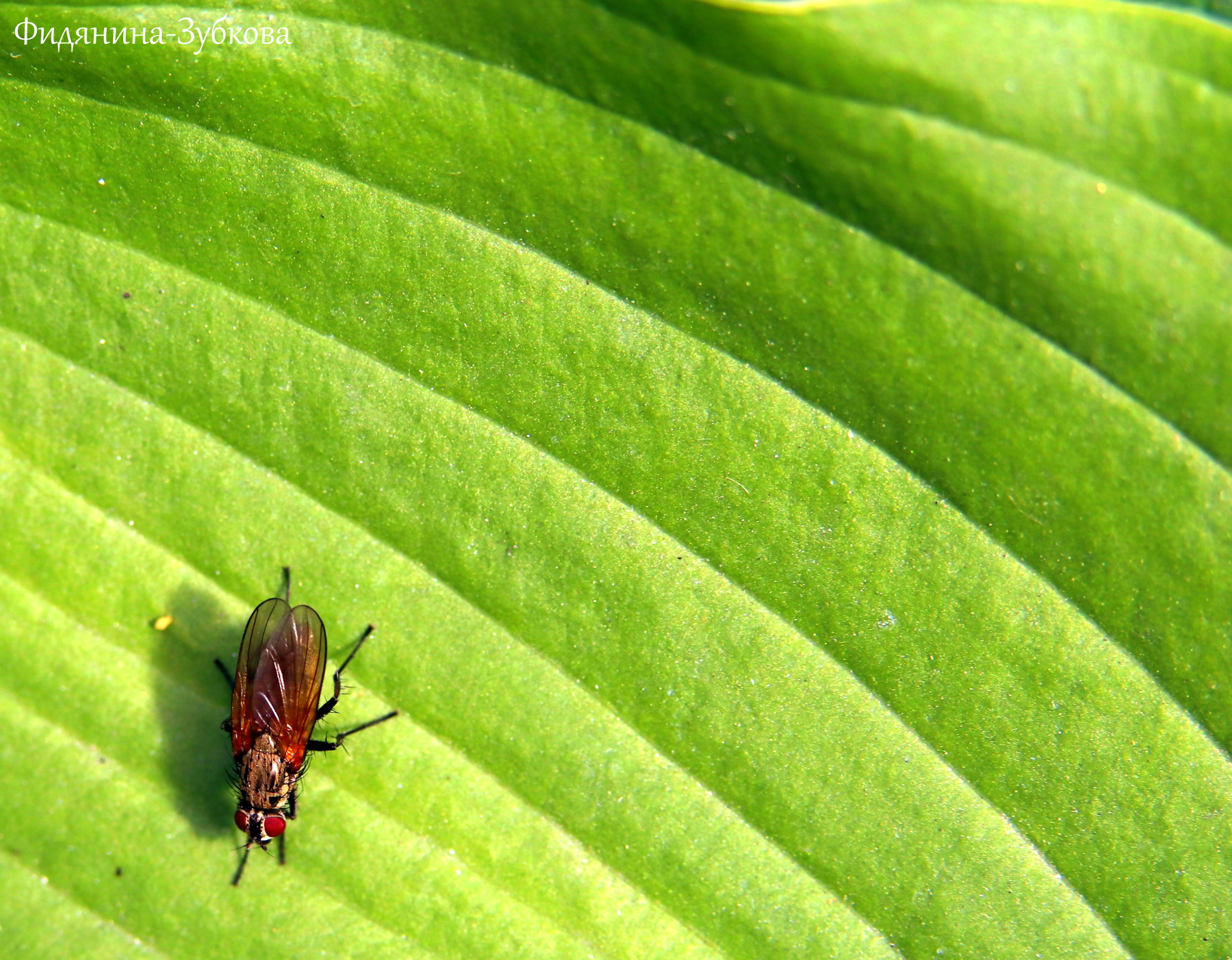 Комнатная муха на листе 
