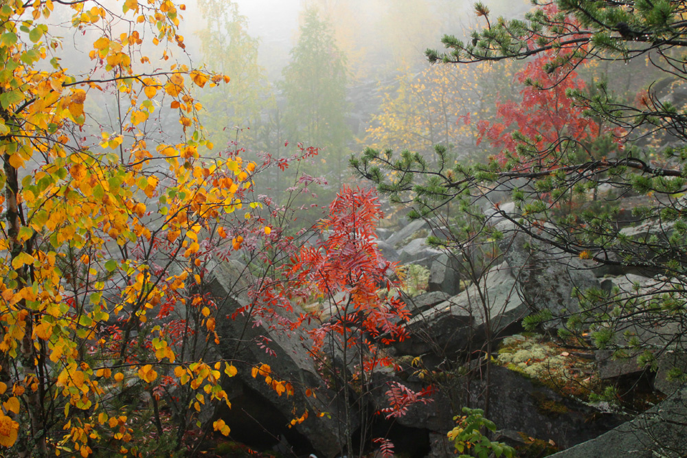 "Прощальная краса" Туман осень деревья листья