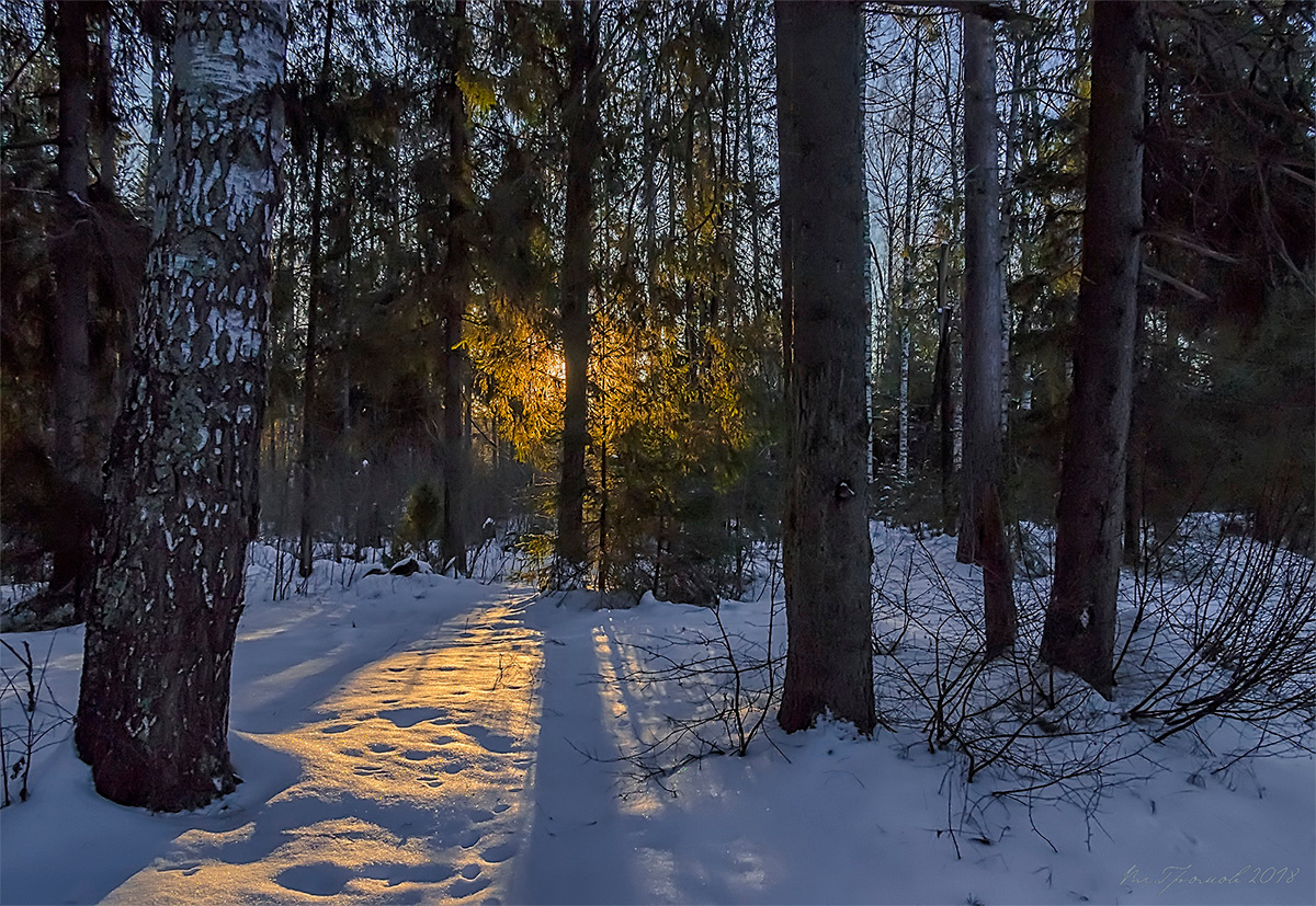 Утро дня Крещения Господня пейзаж зима лес восход солнце