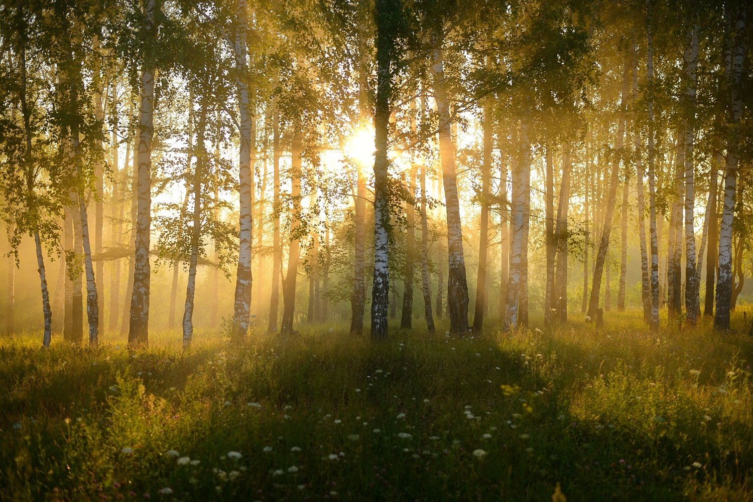 Фотоны света пейзаж рассвет солнце деревья туман