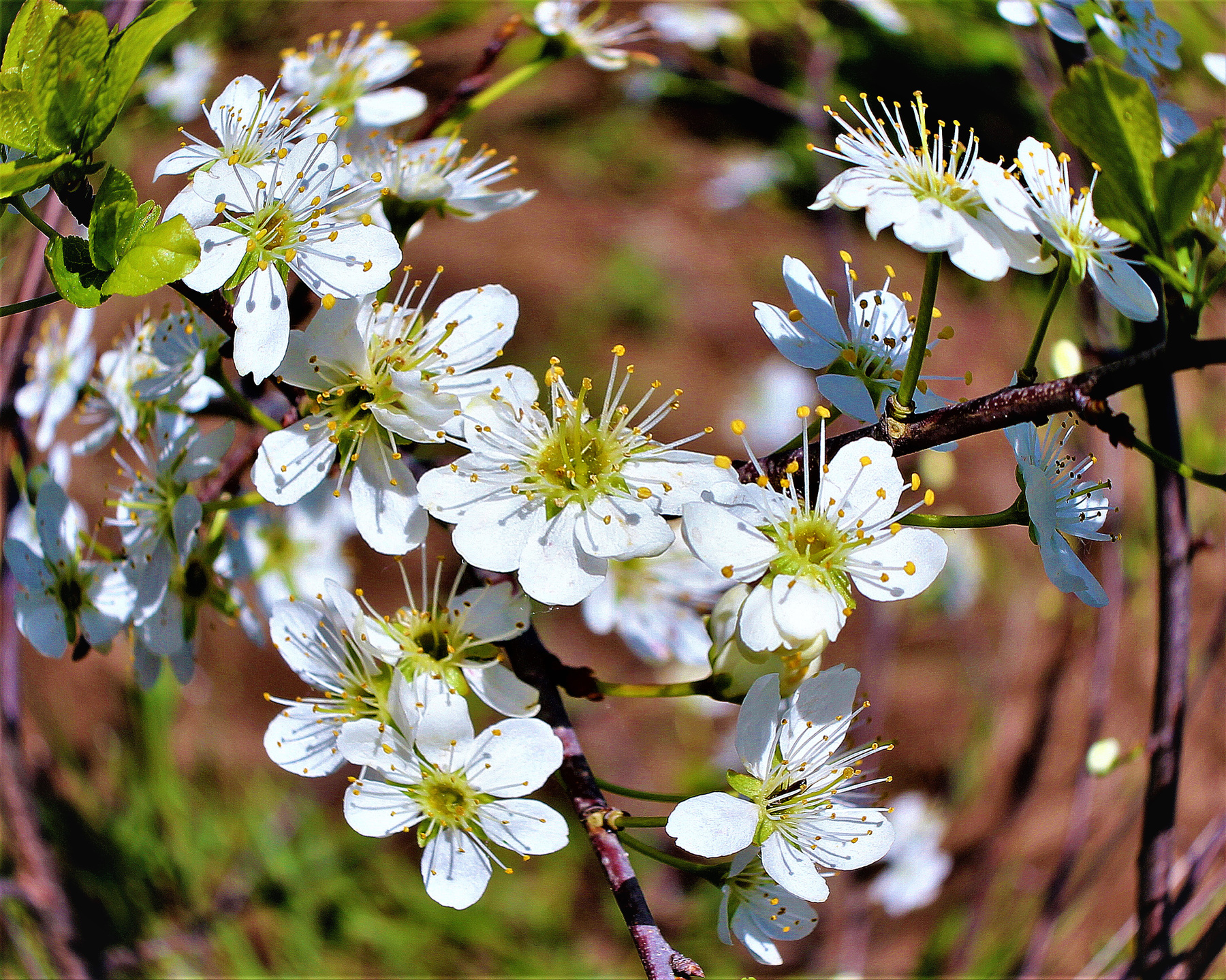 Цветение весна природа цветение
