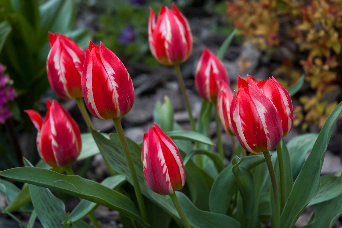 Тюльпаны. цветы весна