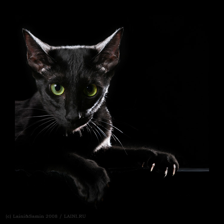 одной левой играючи владеет несколькими кинжалами одновременно ориентальная черная кошка когти