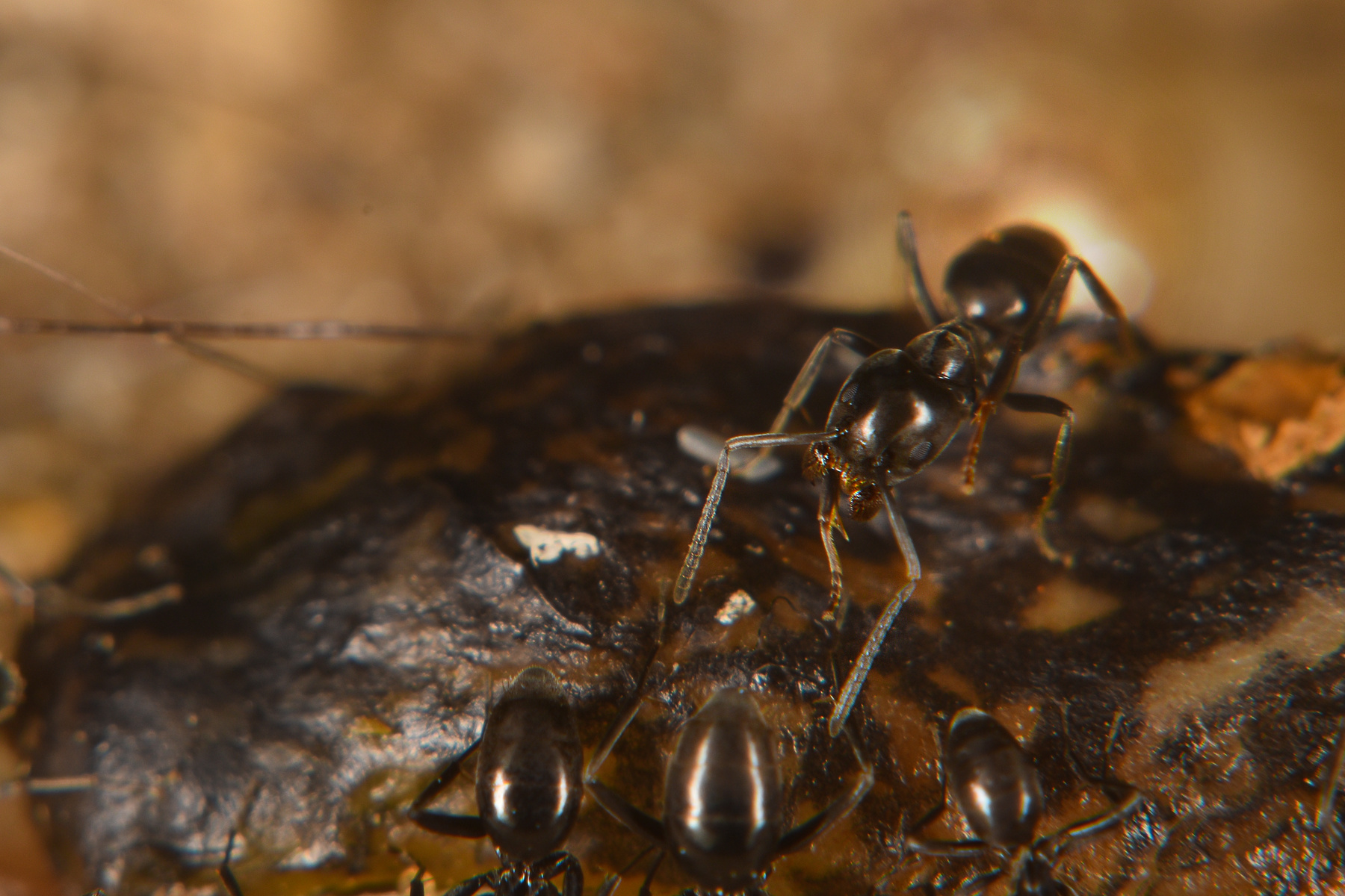 Напра-нале , кругом-бегом муравей сюжет жертва охота смерть макро насекомое Макро