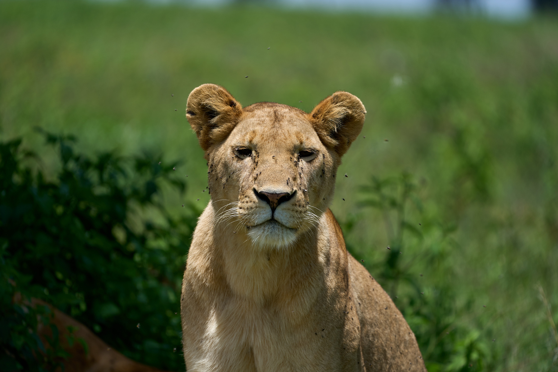 Львица Танзания Нгоронгоро Африка природа животные кошки львы