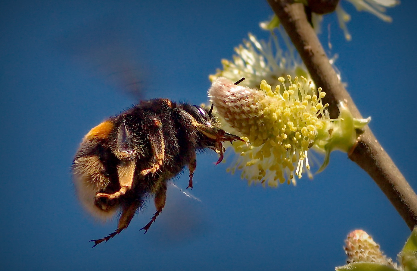 Летающий мишка шмель цветок пыльца еда полёт макро природа Кольцов Юрий Юрьевич juriy68