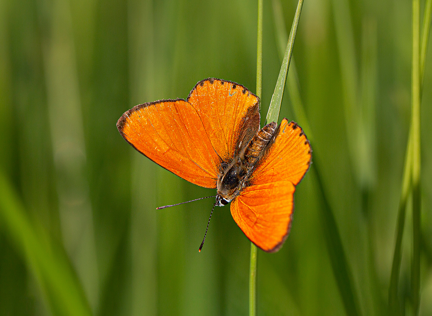Огонек бабочка червонец огненный трава июль лето