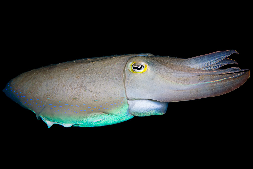 Каракатица, портрет на черном каракатица, cuttlefish, cuttle-fish, underwater, подводное