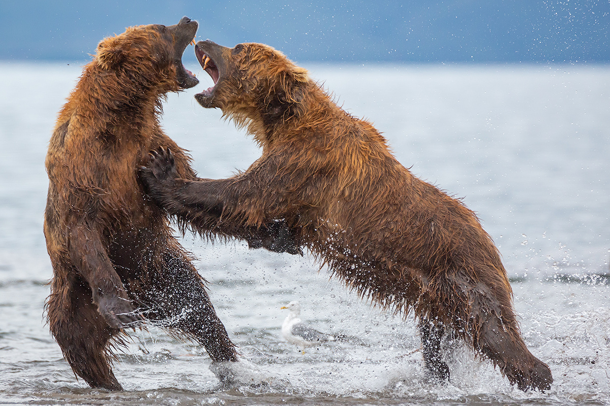 Семейный разговор камчатка медведь природа путешествие фототур животные