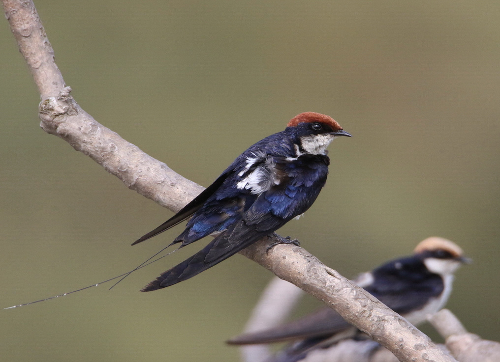 Wire-tailed Swallow 