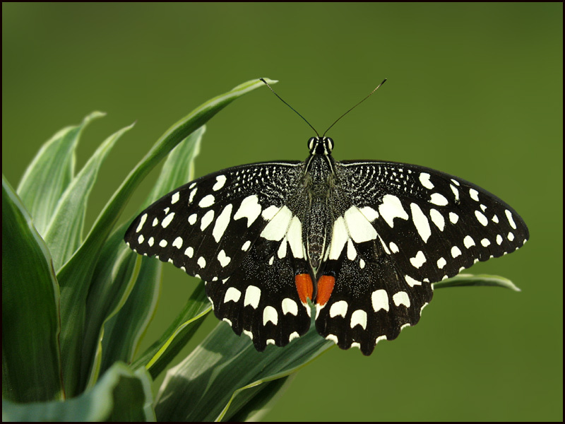 Papilio demoleus бабочка Papilio demoleus