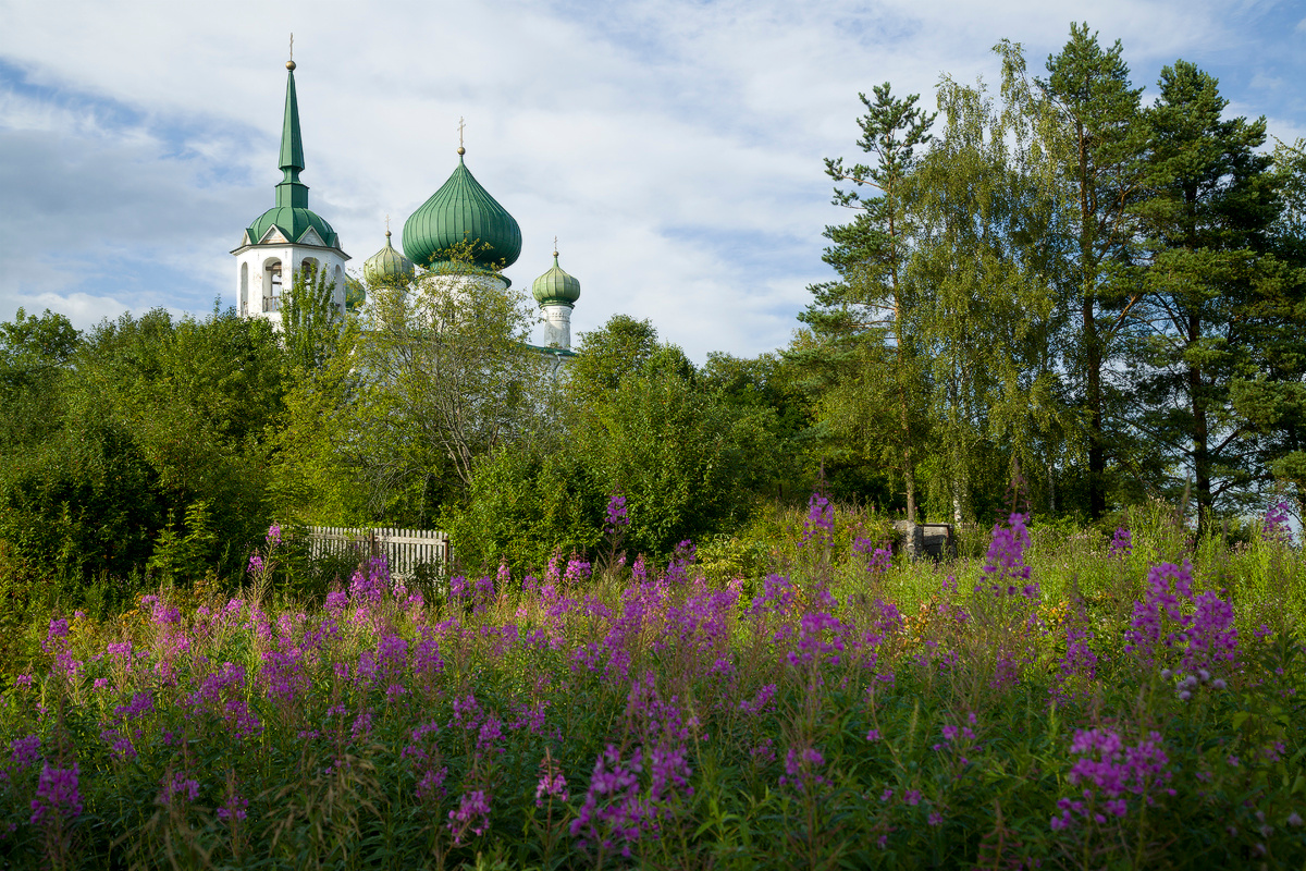 Пасторальный пейзаж с церковью и иван-чаем старая_ладога церкви монастыри
