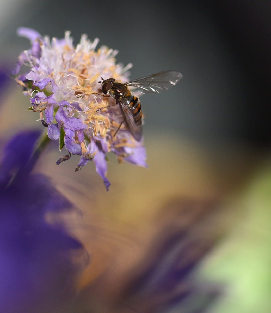 Поздние цветы и пчелы пчела цветок осень