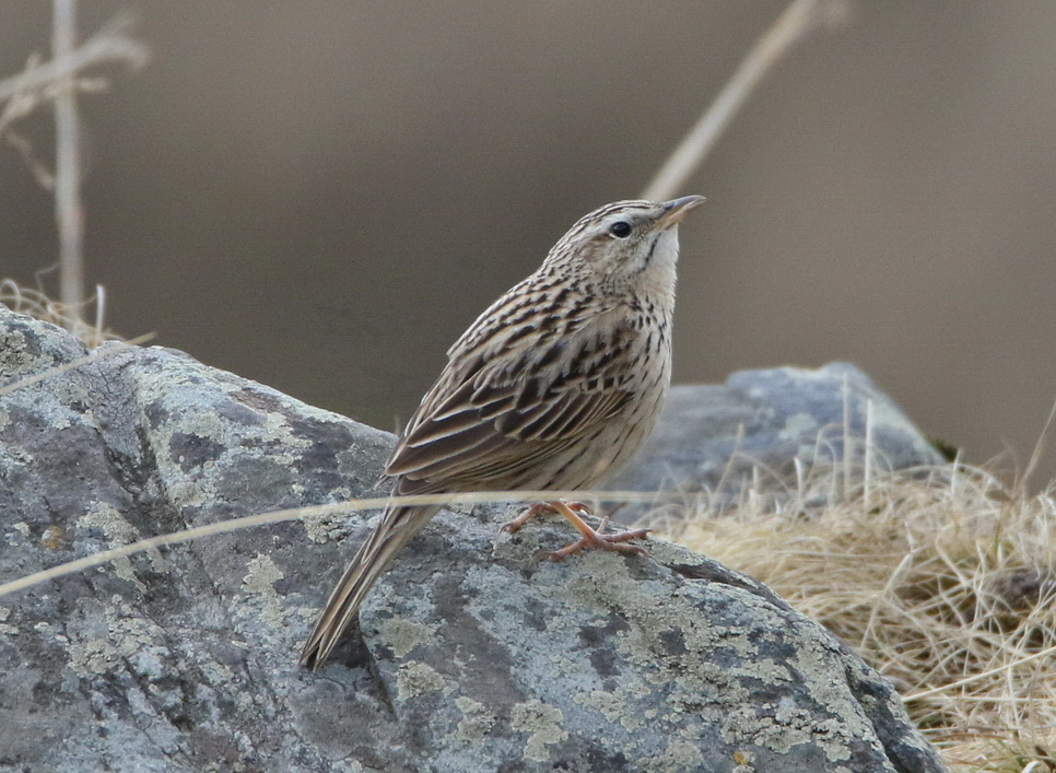 Upland Pipit 