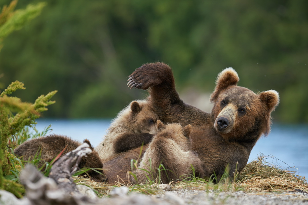 Материнство (на маникюр сходила, деток покормила) Камчатка медведи медведица медвежата материнство
