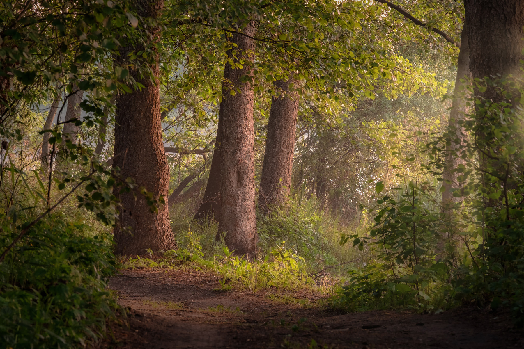 Утро в Шатурском лесу шатура лес утро рассвет свет деревья трава озеро туман дымка дорога тропинка пейзаж
