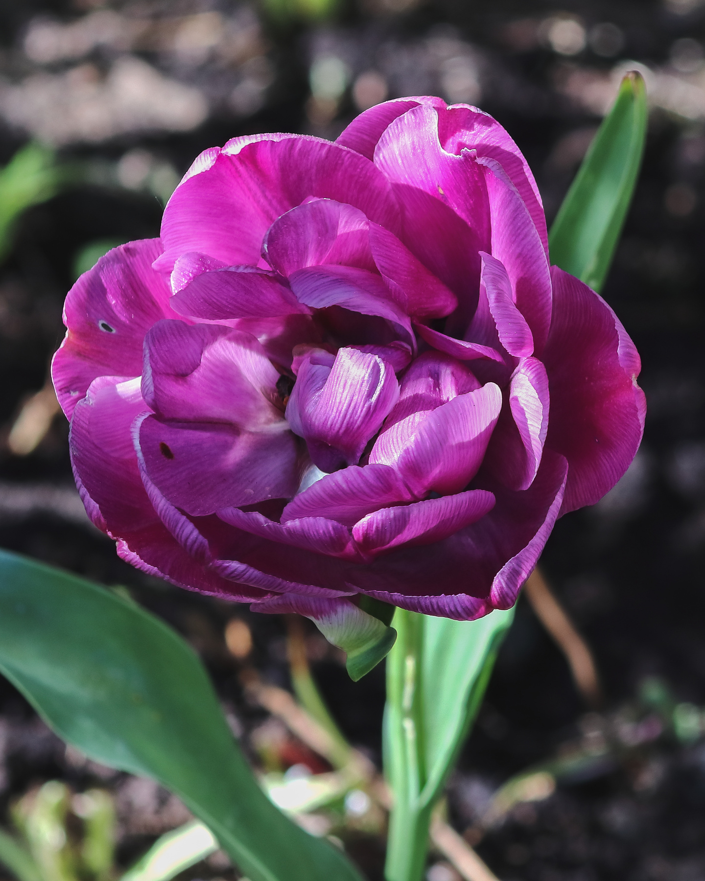 Махровый тюльпан 