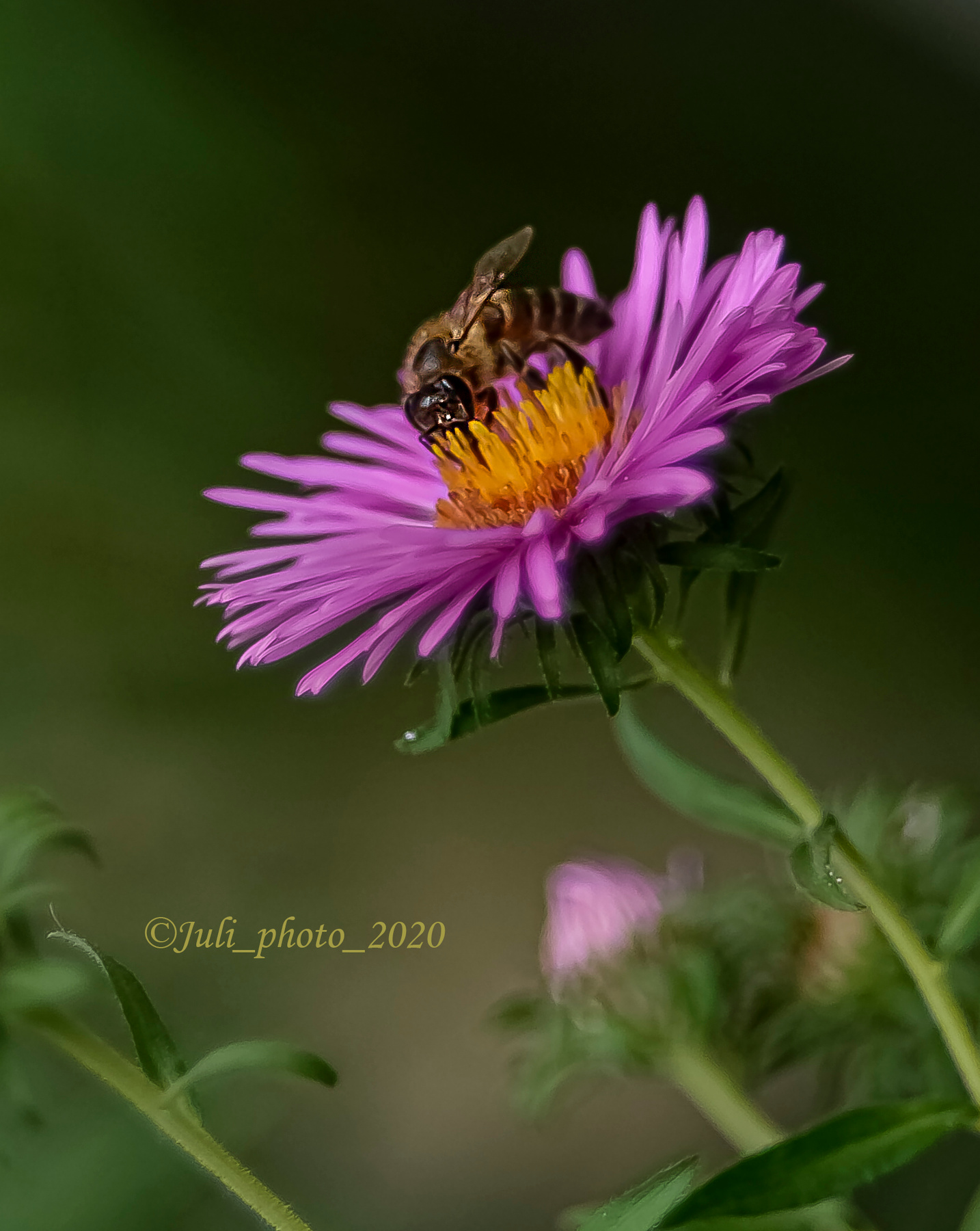 труженица - пчёлка насекомые пчела цветы осень
