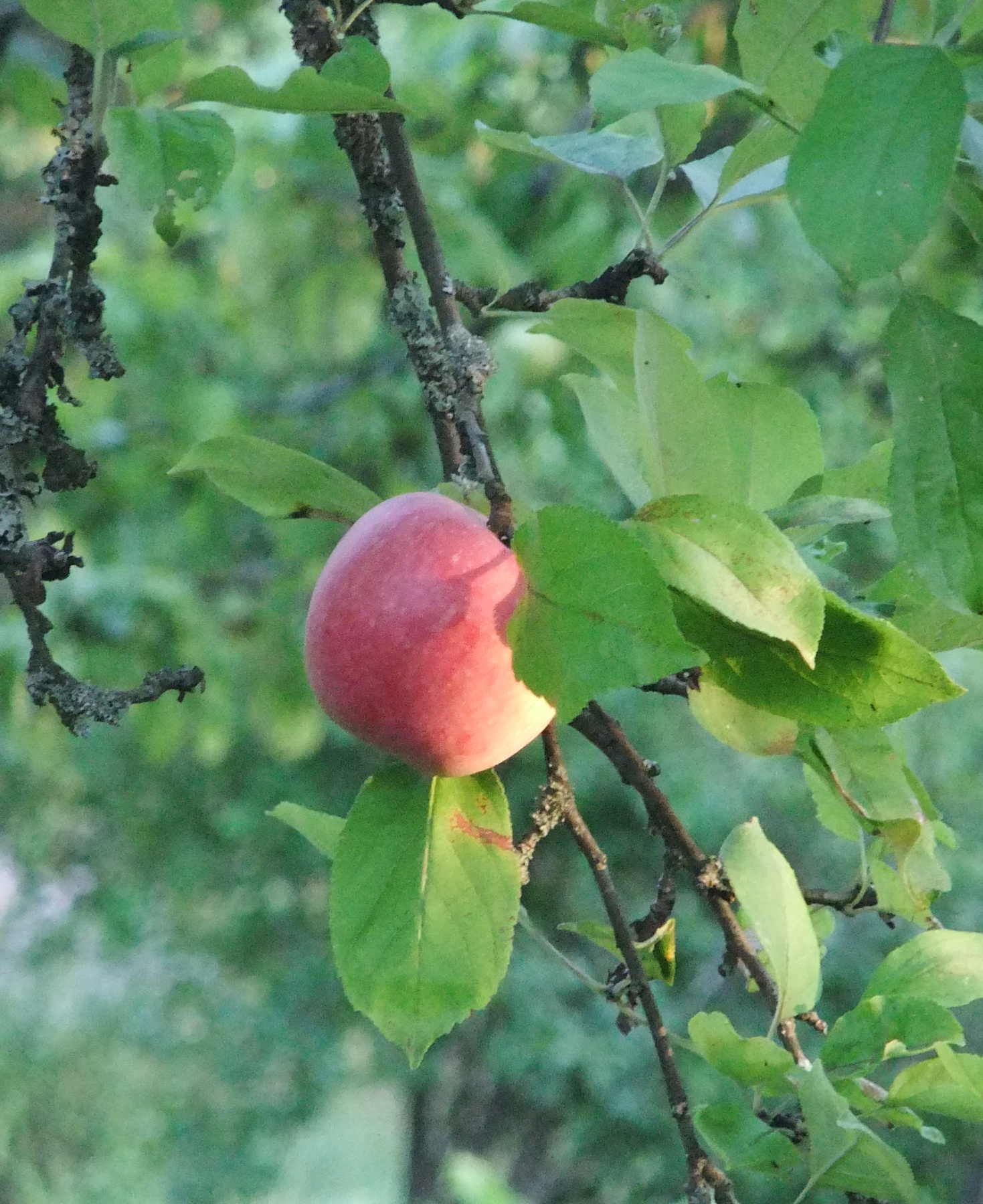 ***Дары лета Лето природа яблоко
