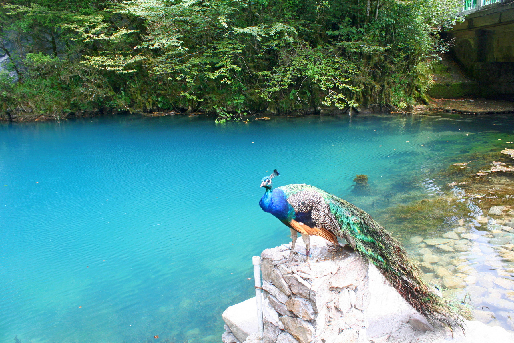 На Голубом озере абхазия озеро голубое павлин