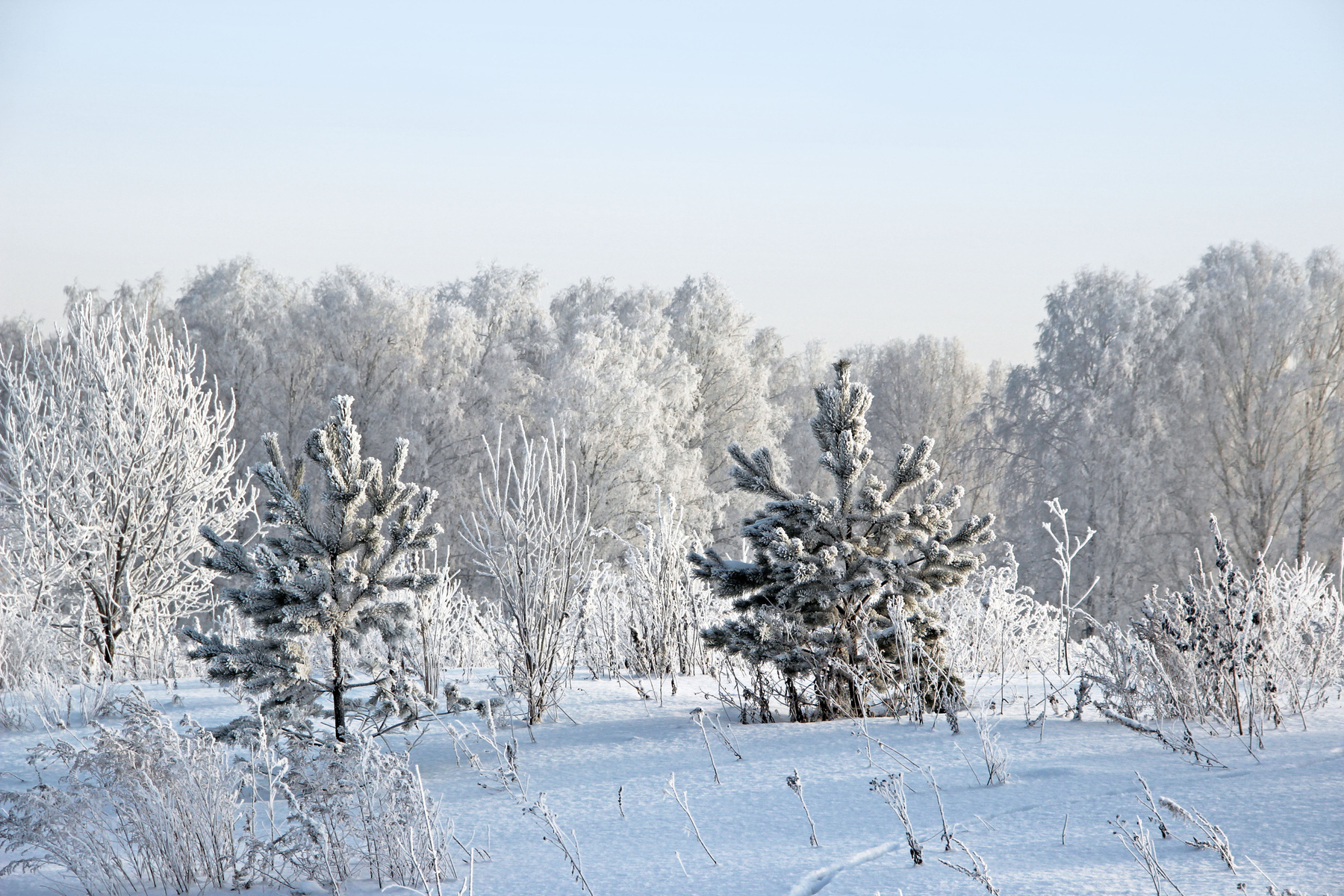 Парочка зима лес небо россия сибирь снег иней