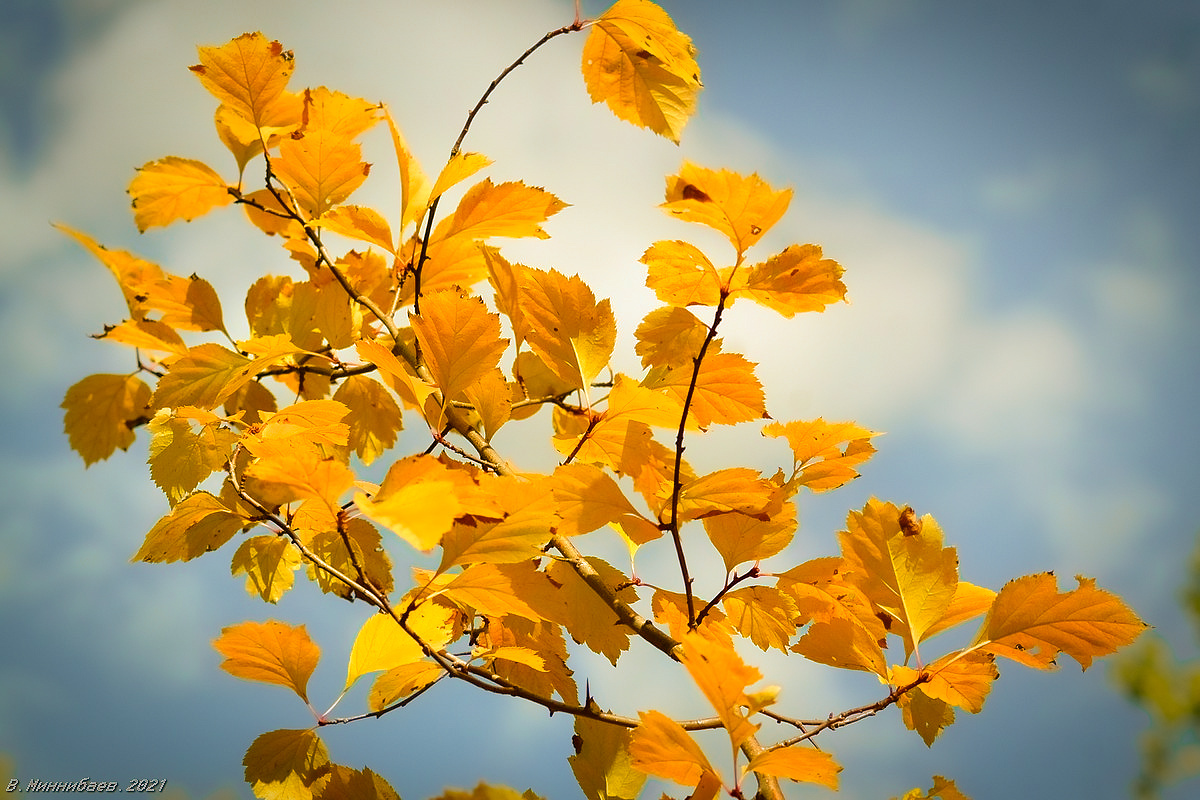 Осенний этюд природа осень листья