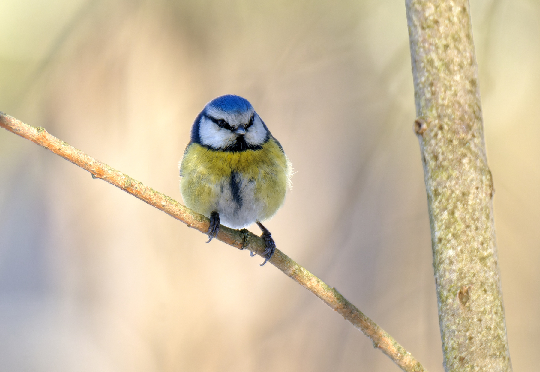 Лазоревка лазоревка птицы фотоохота бутово синицы природа зима
