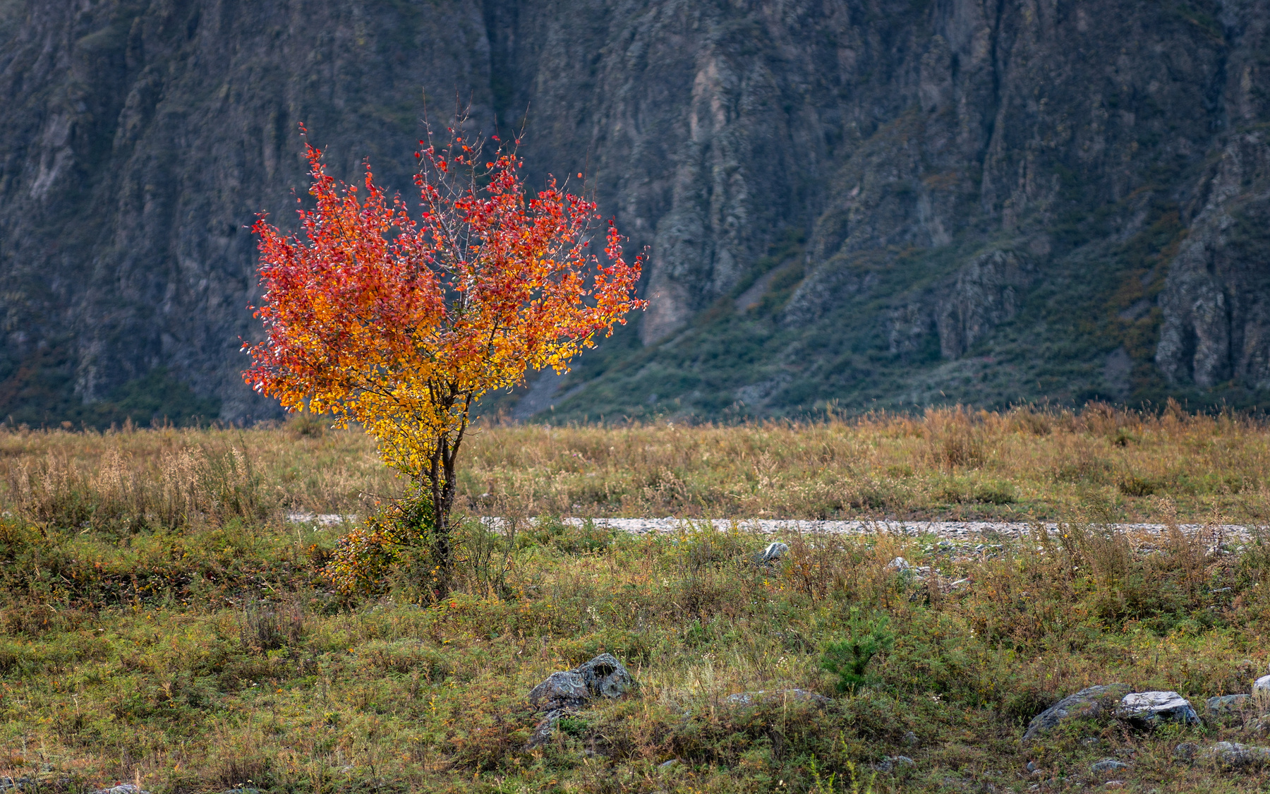 Осенний букет. горы алтай горный ник васильев красота дерево осень букет