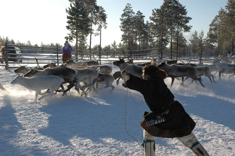 Охотничий азарт побеждает Олений Ханты Ханты-Мансийск Когалым ловля охота лассо